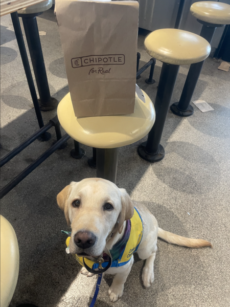 service dog with chipotle bag