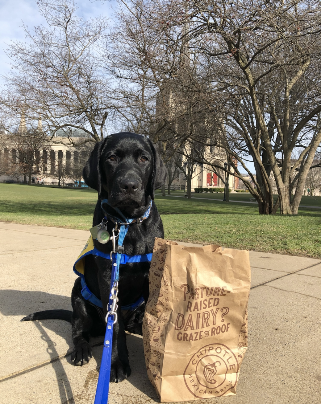 service dog sitting with chipotle bag